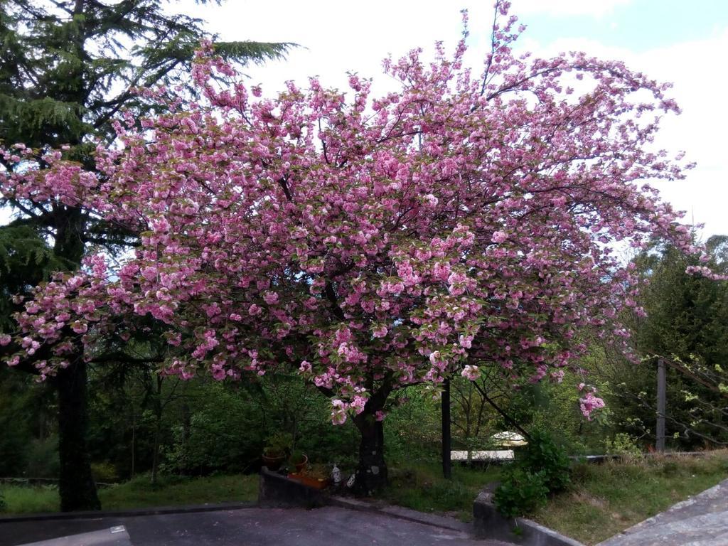 Quinta Das Leiras 산토티르소 외부 사진
