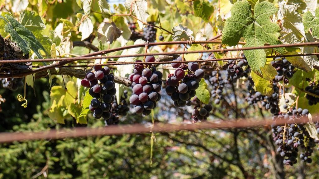 Quinta Das Leiras 산토티르소 외부 사진